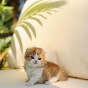 Munchkin kitty for store sale