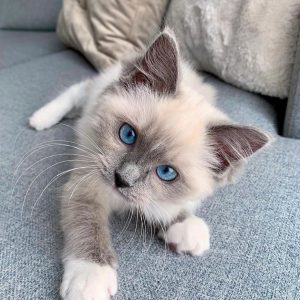 MIA