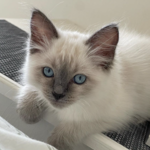 Ragdoll kittens for store adoption