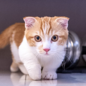 Royal best sale munchkin kittens