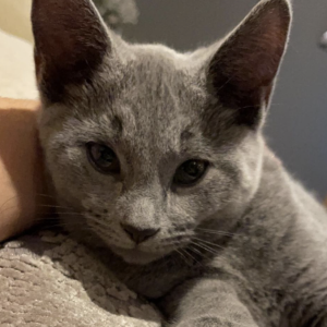 Screenshot 2023-01-09 at 6.33.47 AM