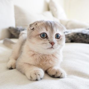 unknown_107082177_950117458769615_8582644054001541503_n