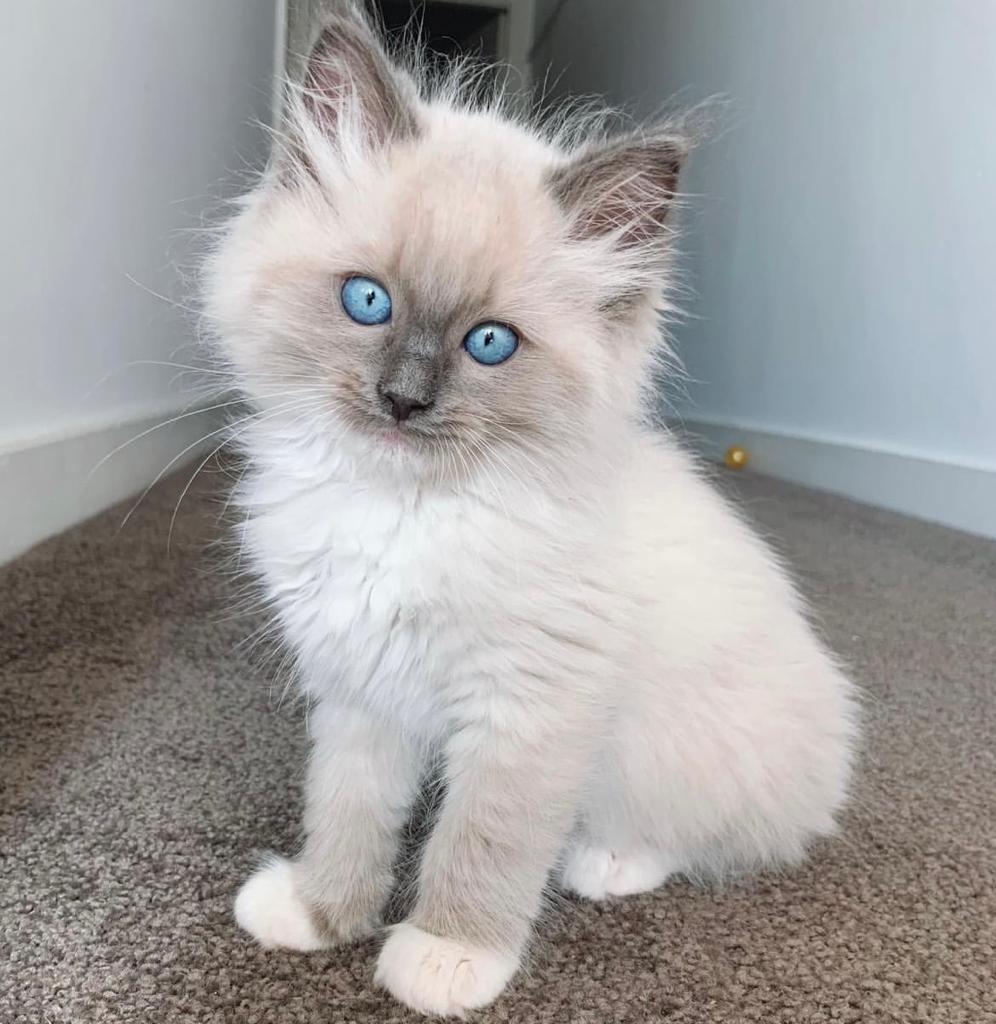 Ragdoll kittens for 2024 sale near me