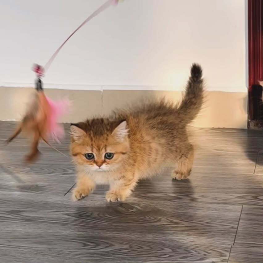 TORA (12)
