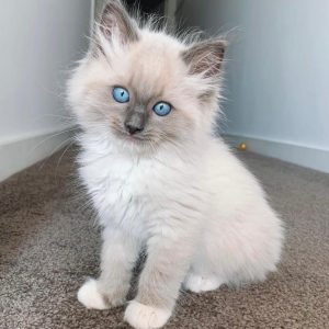 Ragdoll Kittens - SMART ROYAL PETS